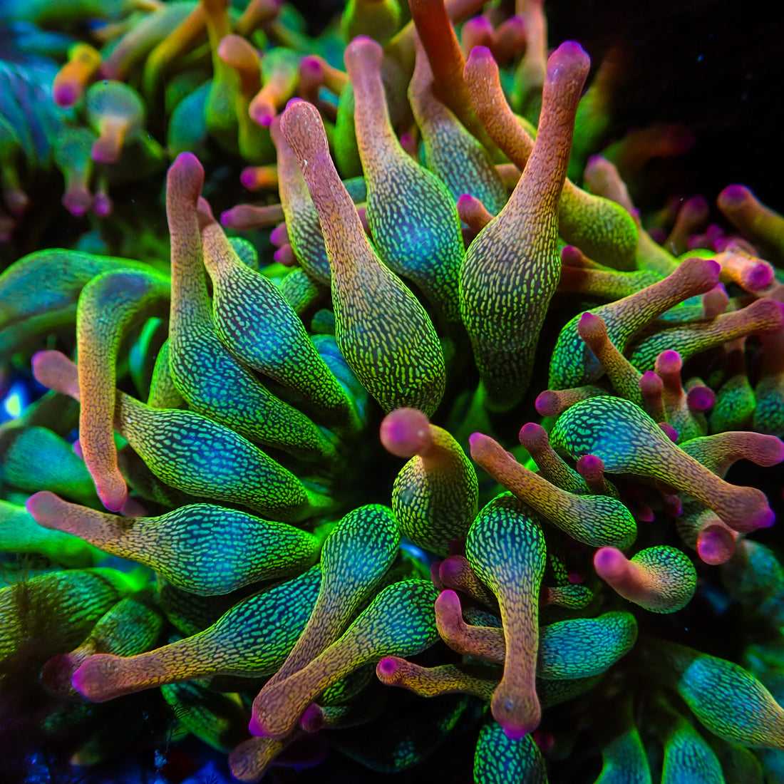 Pixie Dust Rainbow Bubble Tip Anemone (1-3") - Corals Anonymous