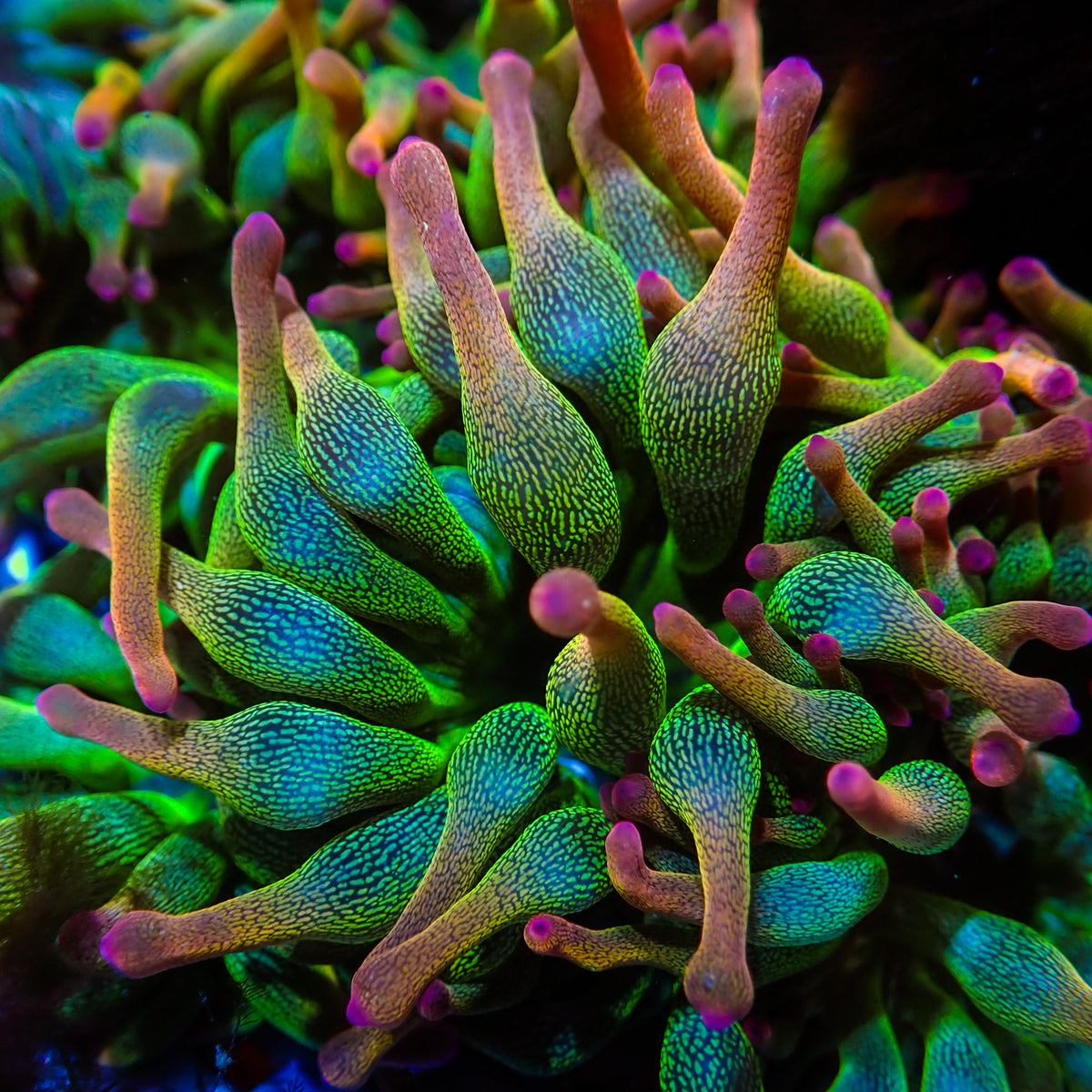 Pixie Dust Rainbow Bubble Tip Anemone (1-3") - Corals Anonymous