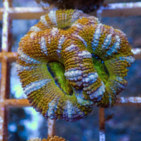 White Stripe Orange Acans (2-3 Polyps) - Corals Anonymous