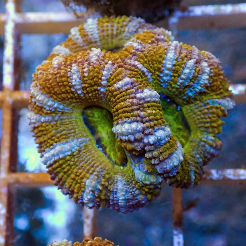 White Stripe Orange Acans (2-3 Polyps) - Corals Anonymous