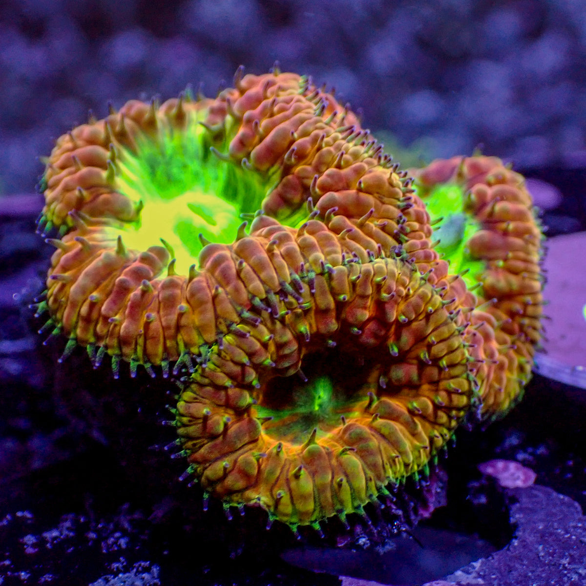 Wysiwyg Starfire Rainbow Blastomussa (3 Polyps) 