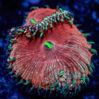 Red Blastomussa (1 polyp)
