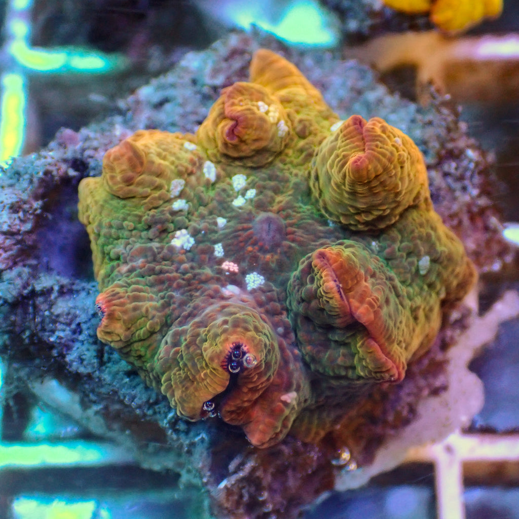 WYSIWYG Fantasia Rainbow Discosoma Mushroom (Rare) - Corals Anonymous