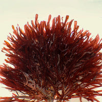 Scarlet Blade Red Macroalgae - Corals Anonymous
