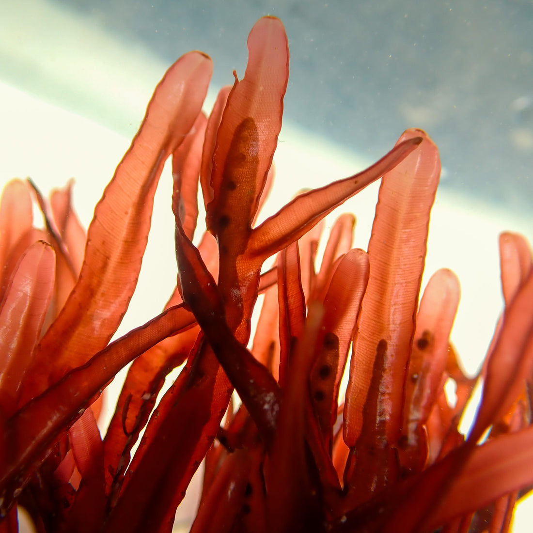 Scarlet Blade Red Macroalgae - Corals Anonymous