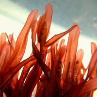 Scarlet Blade Red Macroalgae - Corals Anonymous
