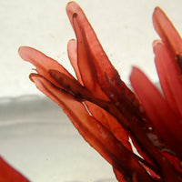 Scarlet Blade Red Macroalgae - Corals Anonymous

