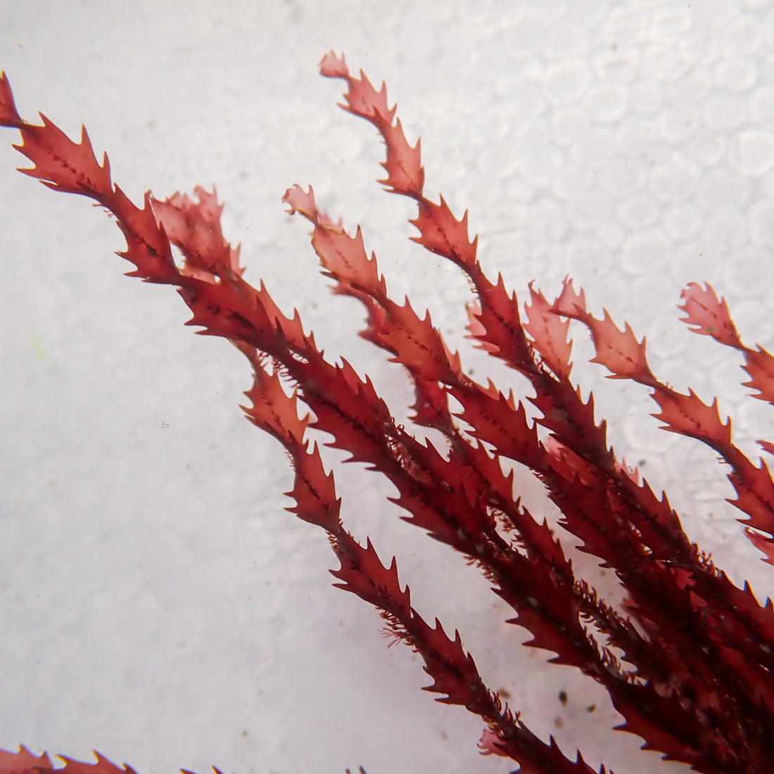 Spiral Saw Red Macroalgae - Corals Anonymous