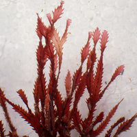 Spiral Saw Red Macroalgae - Corals Anonymous
