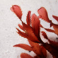 Ruby Cacti Red Macroalgae - Corals Anonymous