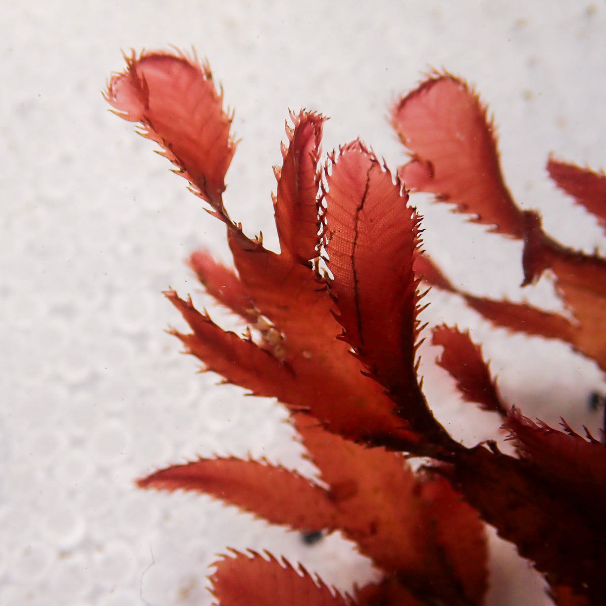 Ruby Cacti Red Macroalgae - Corals Anonymous