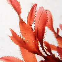 Ruby Cacti Red Macroalgae - Corals Anonymous
