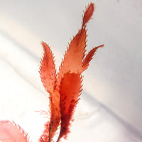 Ruby Cacti Red Macroalgae - Corals Anonymous
