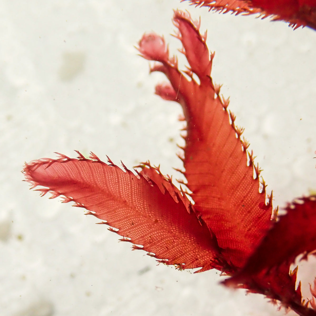 Ruby Cacti Red Macroalgae - Corals Anonymous