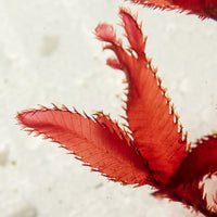 Ruby Cacti Red Macroalgae - Corals Anonymous

