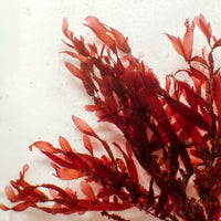 Ruby Cacti Red Macroalgae - Corals Anonymous

