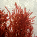 Tiger Shark Macroalgae - Corals Anonymous