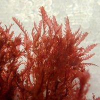 Tiger Shark Macroalgae - Corals Anonymous
