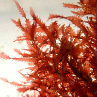 Tiger Shark Macroalgae - Corals Anonymous
