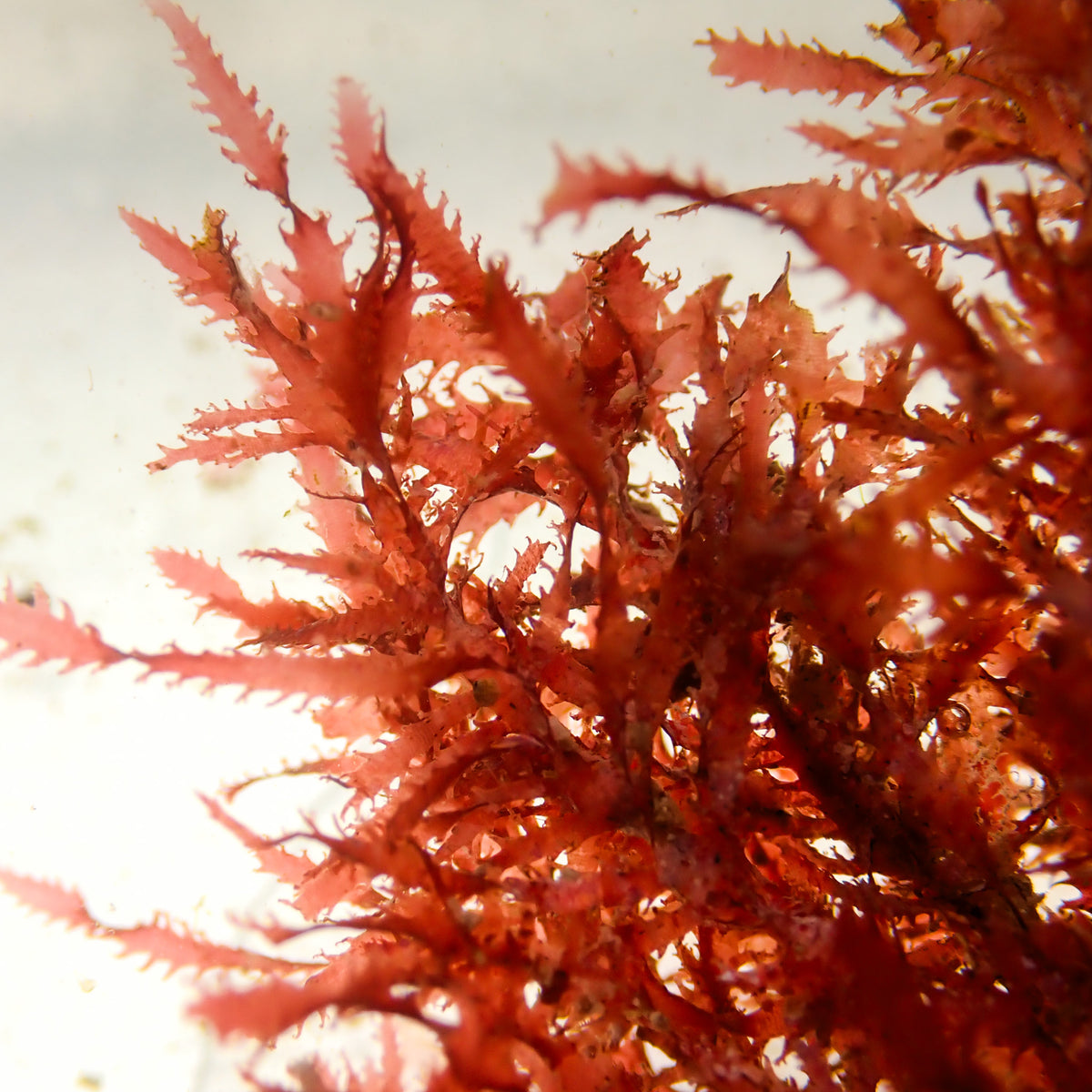Ember Flame Macroalgae