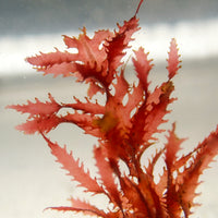 Tiger Shark Red Macroalgae - Corals Anonymous
