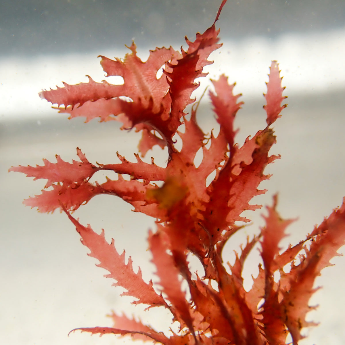 Ember Flame Macroalgae