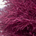 Needle Spine Coralline Macroalgae (Rare) - Corals Anonymous