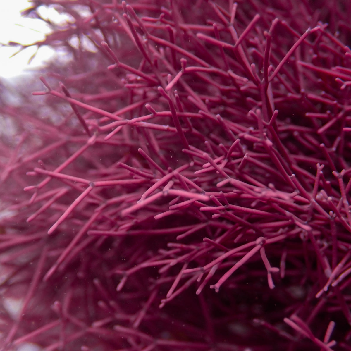 Needle Spine Coralline Macroalgae (Rare) - Corals Anonymous