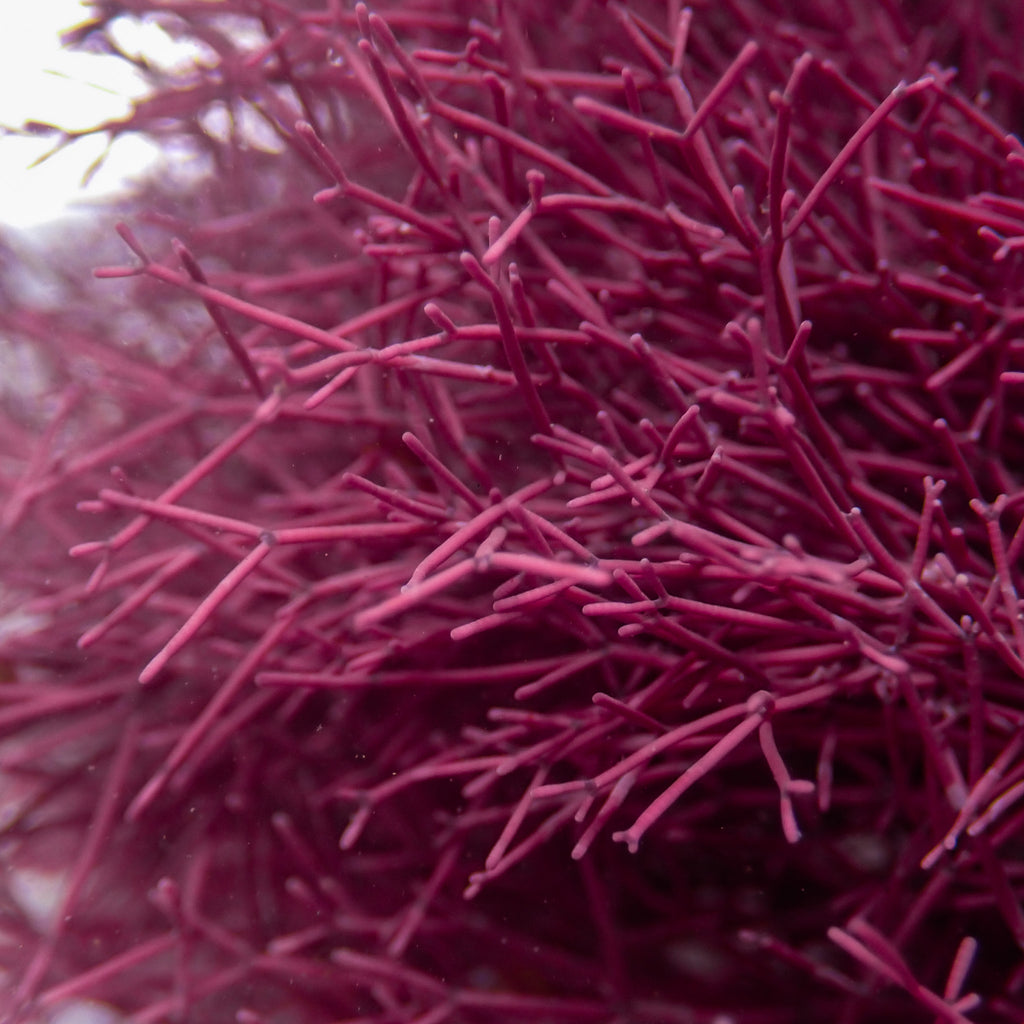 Needle Spine Coralline Macroalgae (Rare) - Corals Anonymous