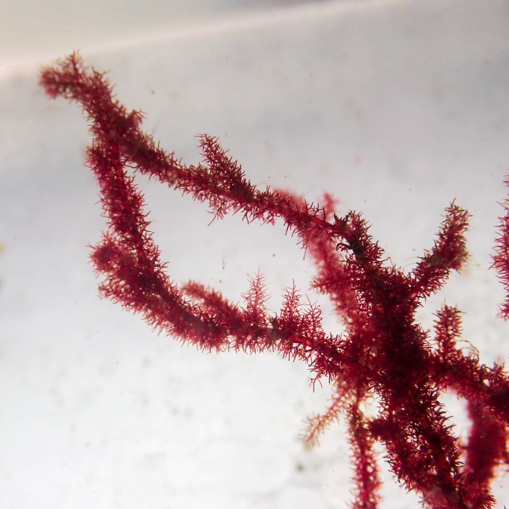 Bristle Spine Macroalgae - Corals Anonymous