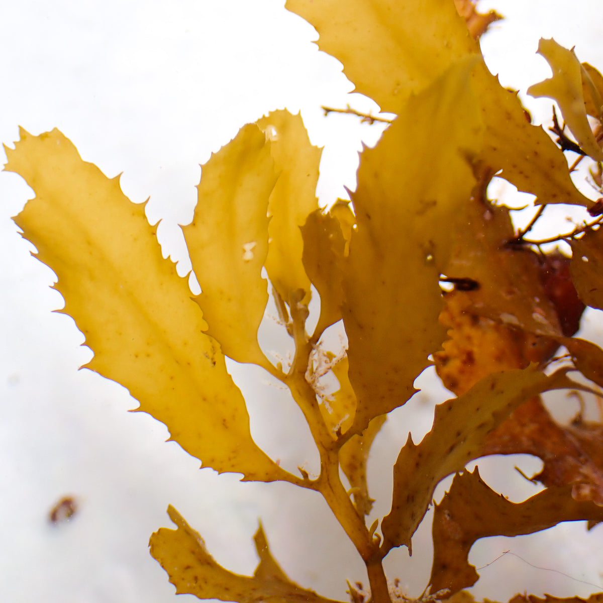 Honey Gold Oak Macroalgae (Rare) - Corals Anonymous