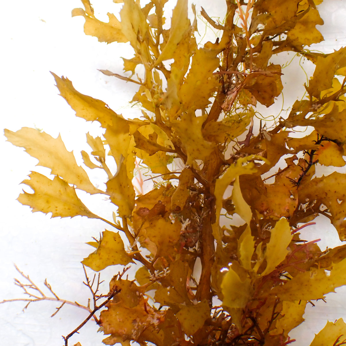 Honey Gold Oak Macroalgae (Rare) - Corals Anonymous