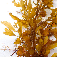 Honey Gold Oak Macroalgae (Rare) - Corals Anonymous
