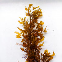 Honey Gold Oak Macroalgae (Rare) - Corals Anonymous
