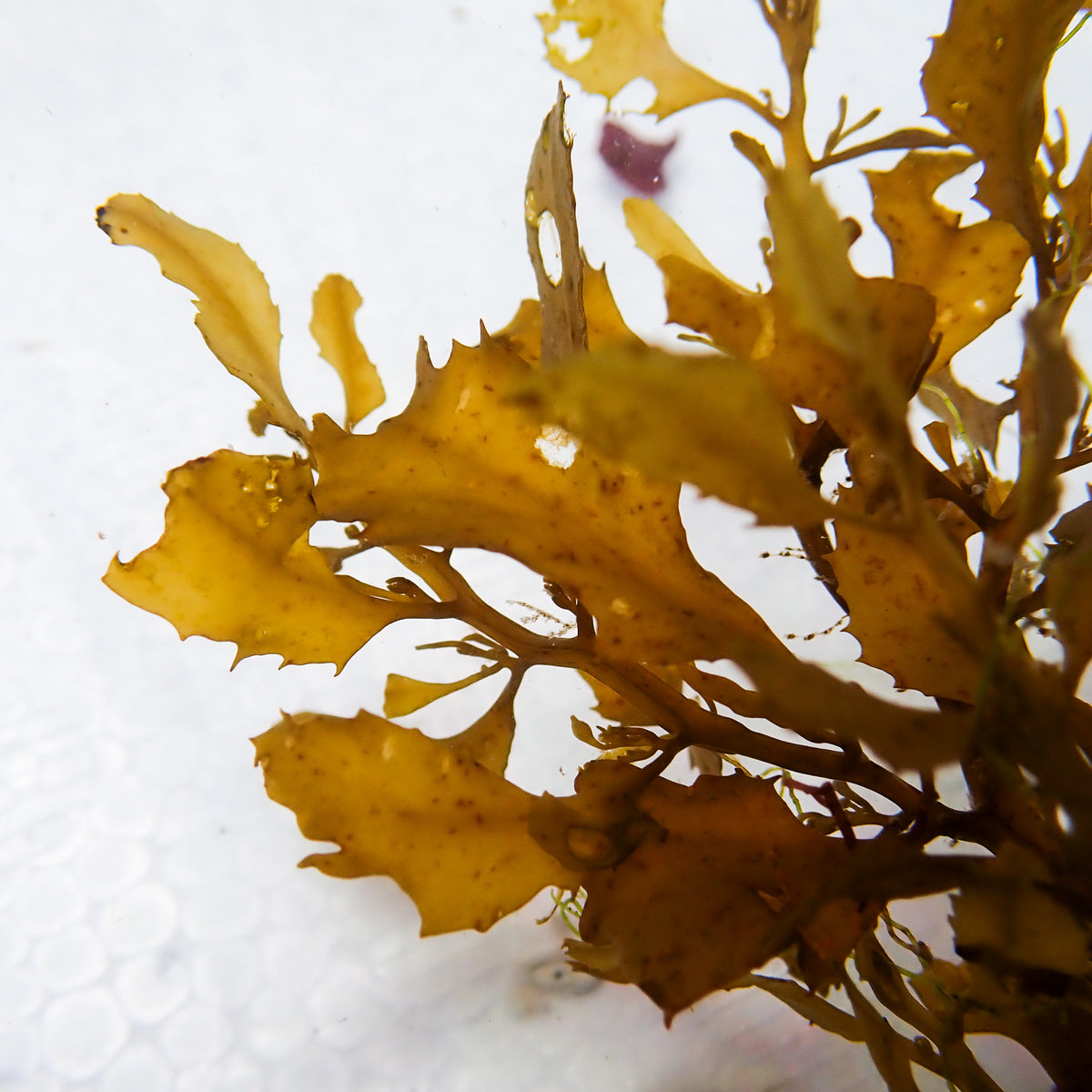 Honey Gold Oak Macroalgae (Rare) - Corals Anonymous