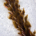 Pom-Pom Weed Macroalgae - Corals Anonymous
