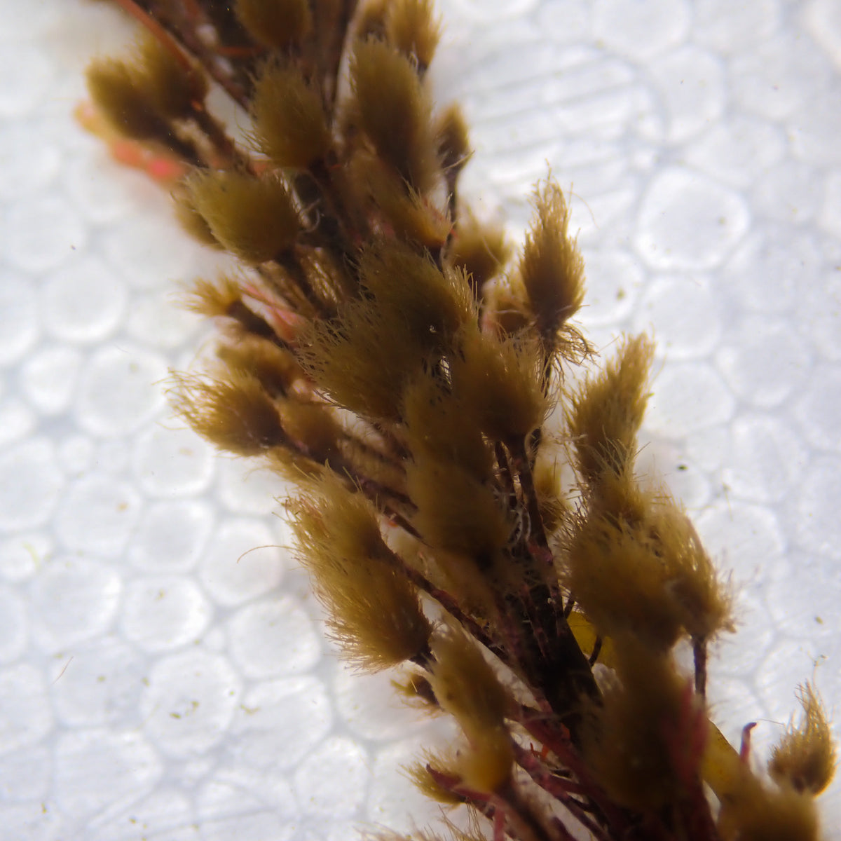 Pom-Pom Weed Macroalgae - Corals Anonymous
