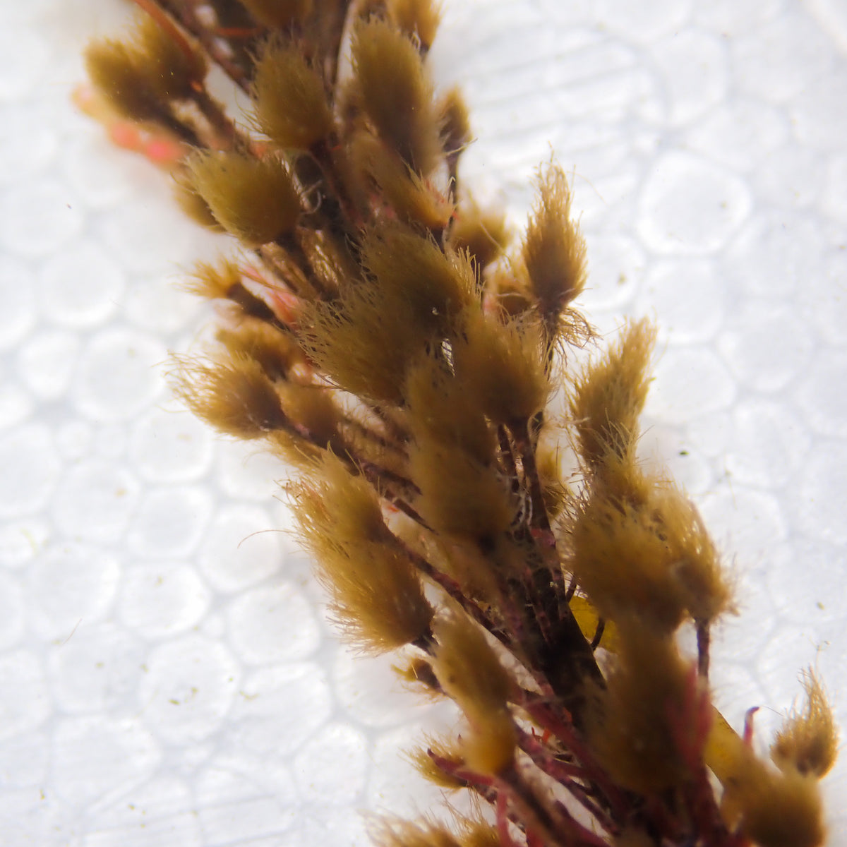 Pom-Pom Weed Macroalgae - Corals Anonymous
