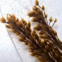 Pom-Pom Weed Macroalgae - Corals Anonymous
