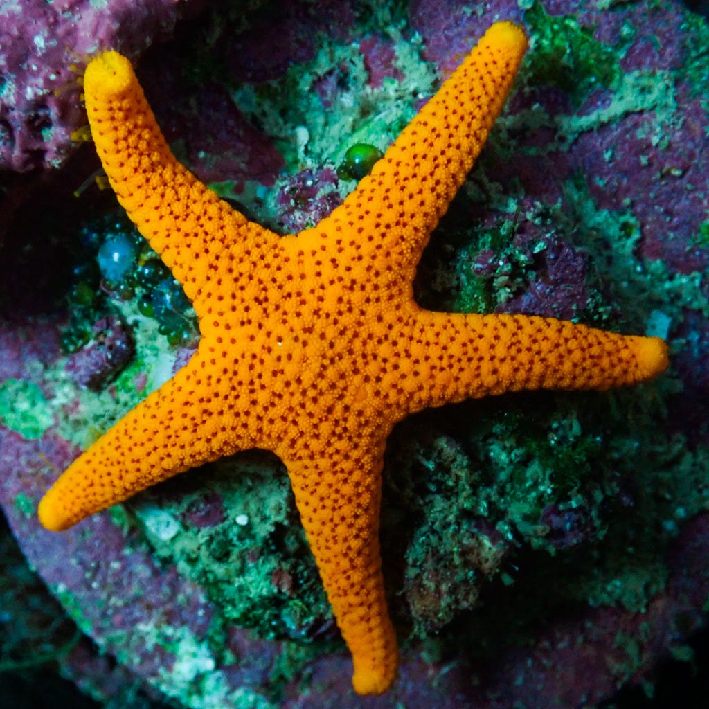 Yellow Starfish (Rare) - Corals Anonymous