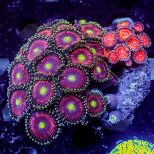 WYSIWYG Ultra Rainbow Multicolor Zoa Colony (25+ polyps)