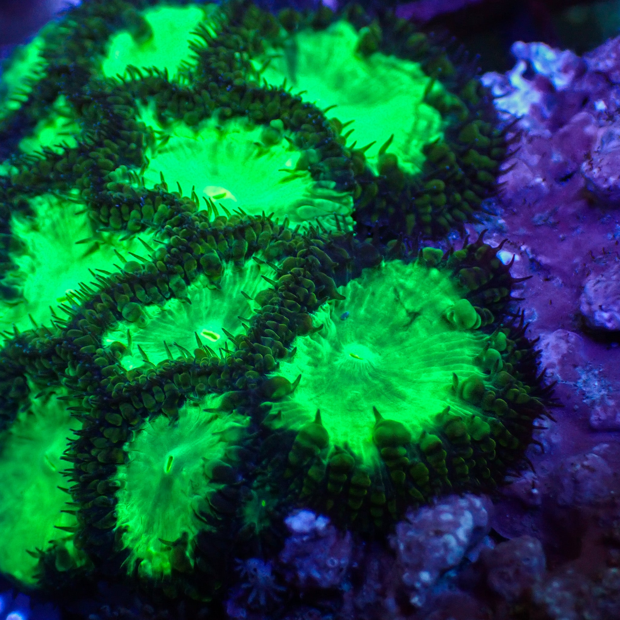 Nuclear Green Blastomussa (1 polyp)
