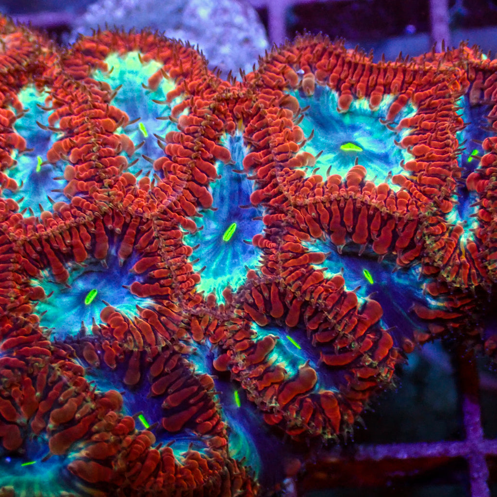 Superman Blastomussa (1 Polyp) - Corals Anonymous