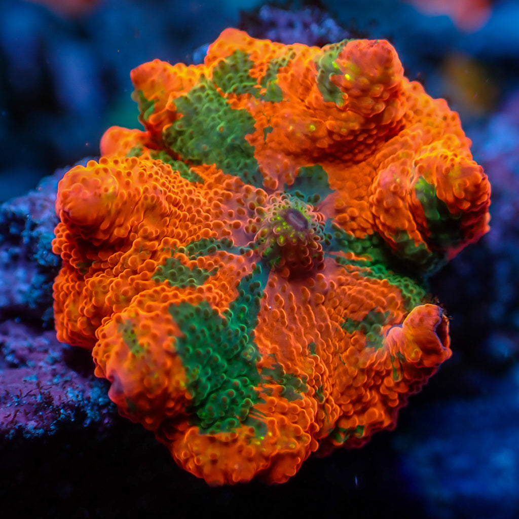 Candy Crush Jawbreaker Discosoma Mushroom - Corals Anonymous