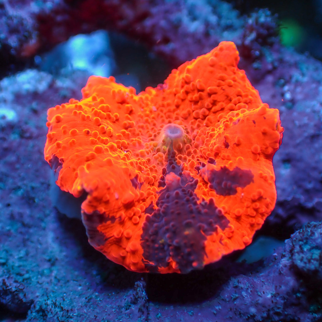 WYSIWYG Deadpool Jawbreaker Mushroom - Corals Anonymous
