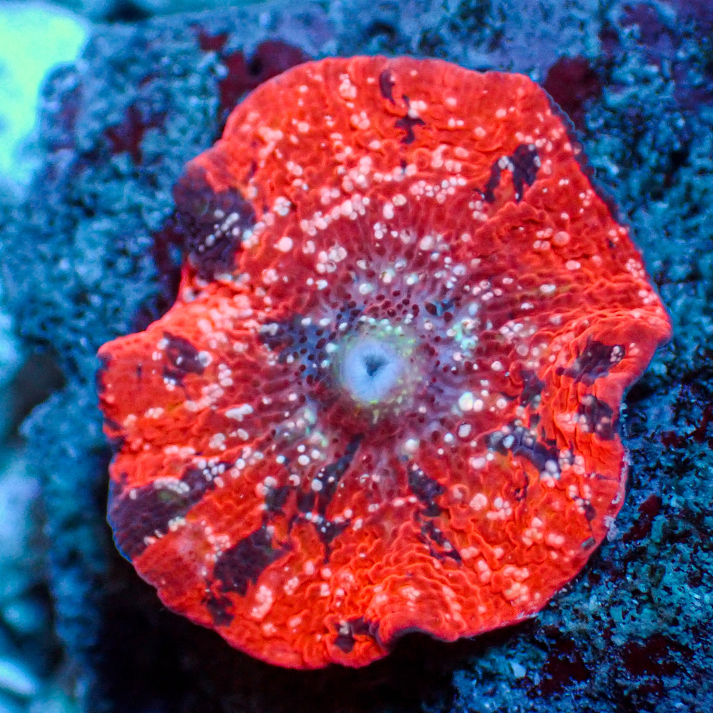 WYSIWYG Pink Speckled Deadpool Jawbreaker Mushroom - Corals Anonymous