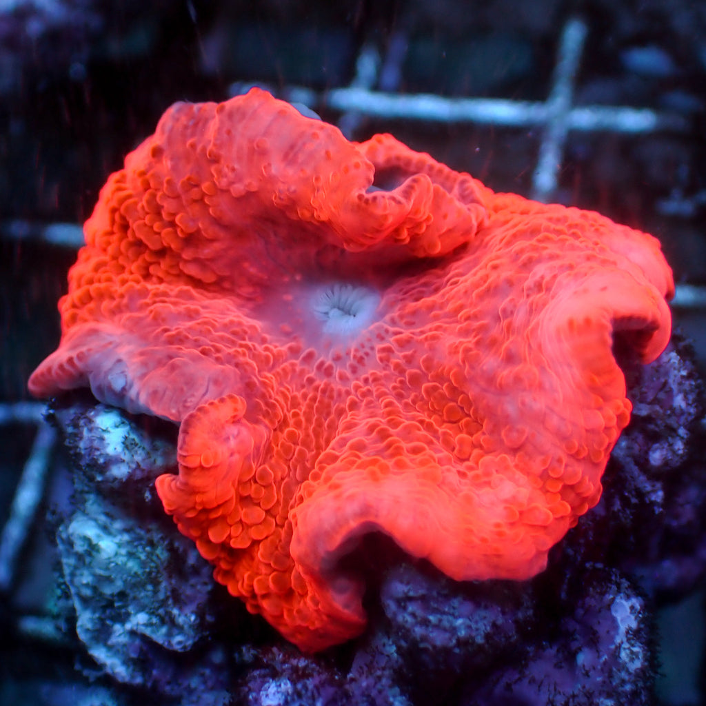 Celeste Pink Glow Discosoma Mushroom - Corals Anonymous