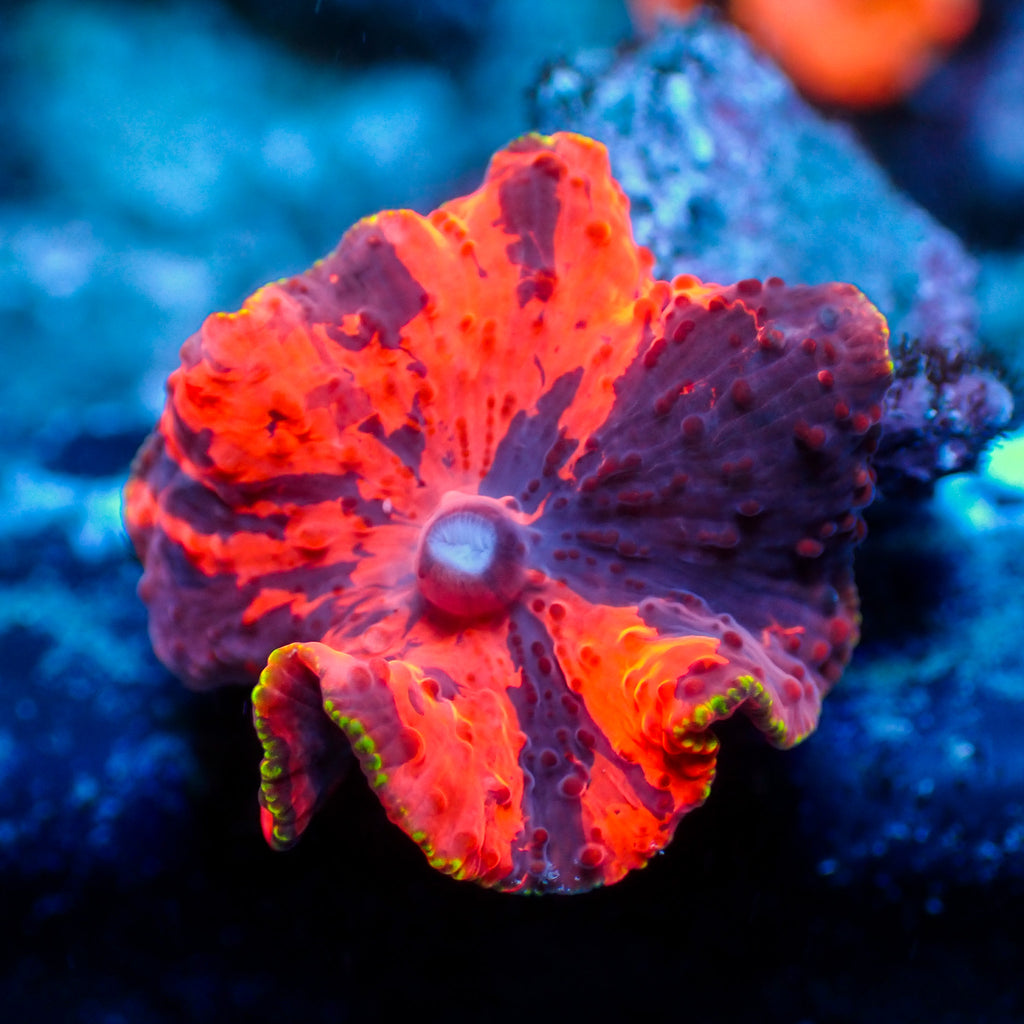 WYSIWYG Rainbow Deadpool Jawbreaker Mushroom - Corals Anonymous