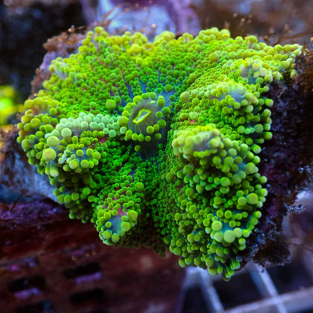 WYSIWYG Rainbow Jelly Pop Twang Yuma Mushroom