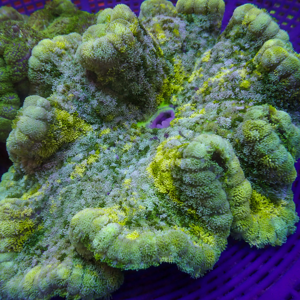 WYSIWYG Static Shock Rainbow Green Carpet Anemone (7-9") - Corals Anonymous